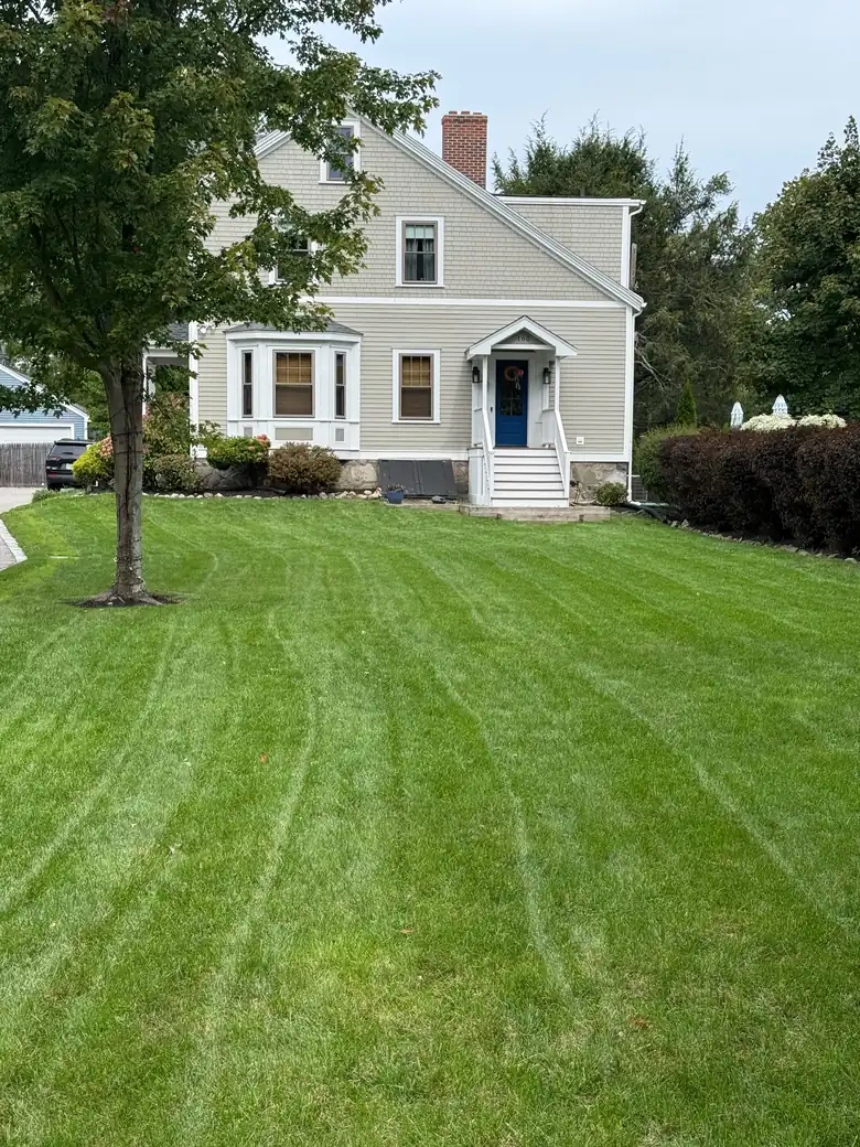 Weekly maintenance on a front lawn under a mature maple